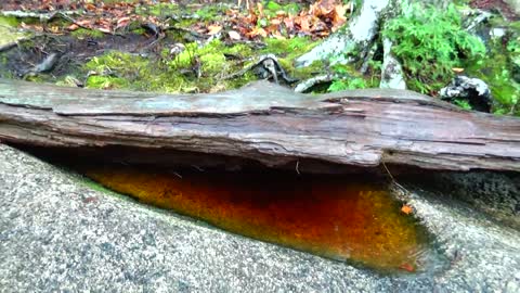 Peaceful Puddle