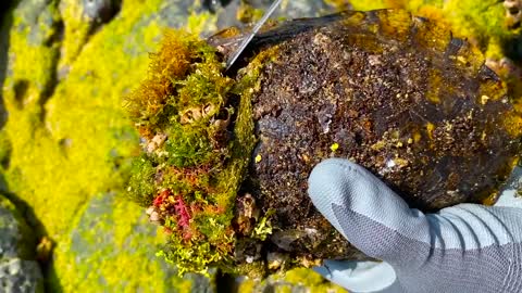 Sea turtle rot because of black cement secreted by barnacles she need to remove barnacles from shell