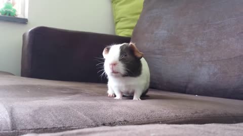 Very excited guinea pig HD