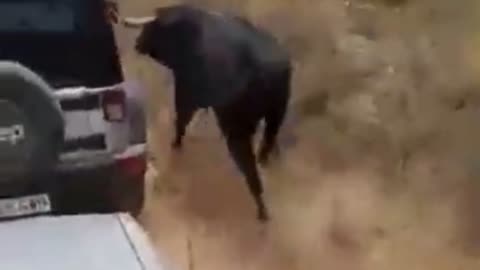 Bulls attacks car, caution