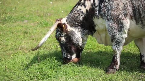 Cow eating Grass