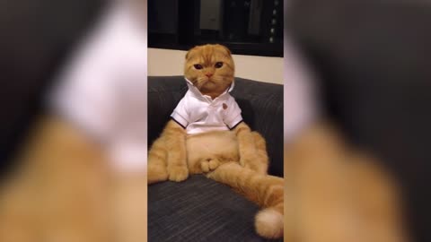 Cats Don't Care Funny Pets Videos