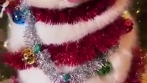 Marry christmas dog 🐕