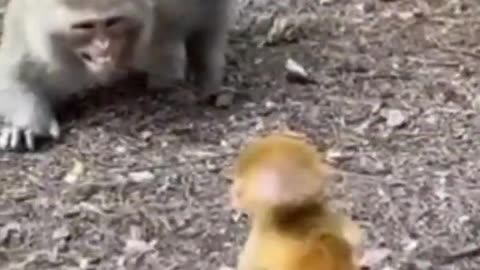#3الامومة فى الحيوانات - صراع الحيوانات -Animal Fight