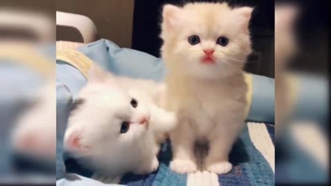 Kitty Meet Har Mom