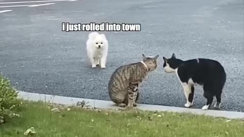 Listen, what is this thing doing?
