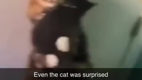 Even the cat was surprised