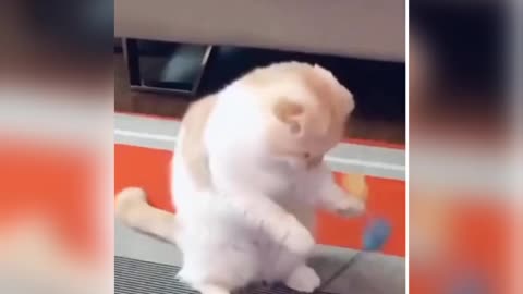 Funny#animal#video