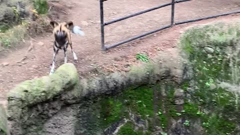 Painted Dogs Investigate Unpainted Dog