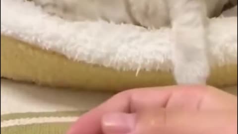 The cats make fun of each other