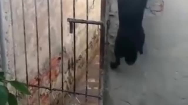 Best Funny Dogs Acts