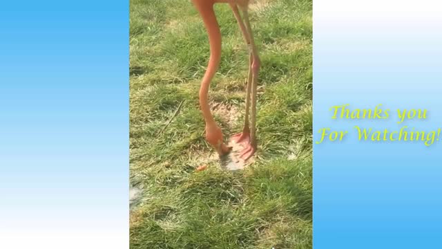 CUTEST CUDDLY CRITTERS/WILL MAKE YOU LAUGH GUARANTEED