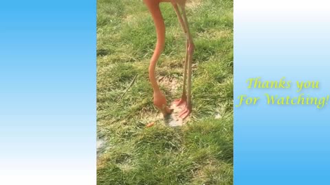 CUTEST CUDDLY CRITTERS/WILL MAKE YOU LAUGH GUARANTEED