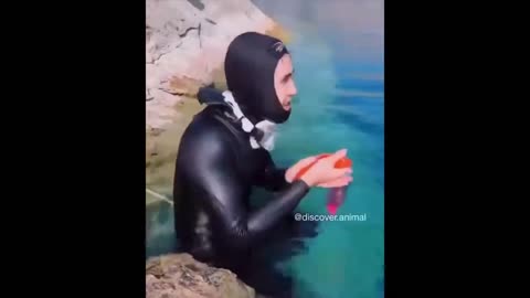 Funniest animal videos