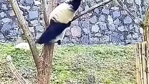 Panda Do Not Know Gravity