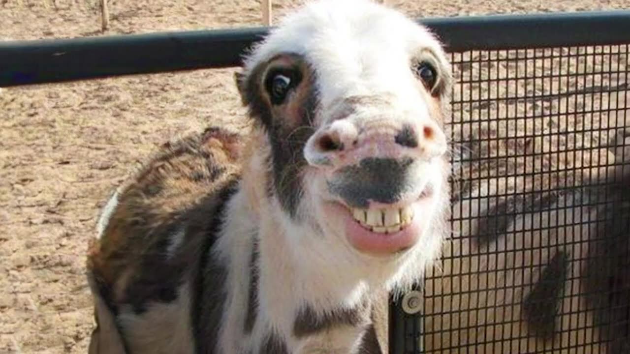 funny animal