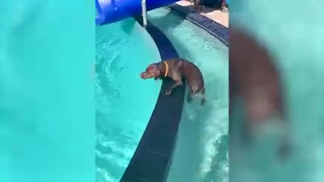 Best Funny Animals Video