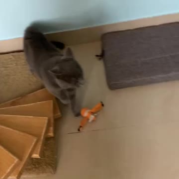 Cat do same real-time human activity