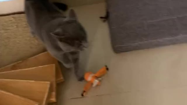 Cat do same real-time human activity