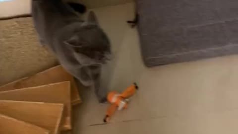 Cat do same real-time human activity