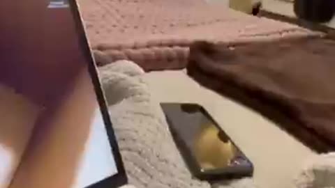 Funny Animals Videos