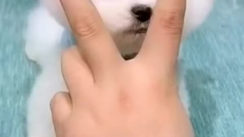 Cute Chinese dog baby 😍🐕
