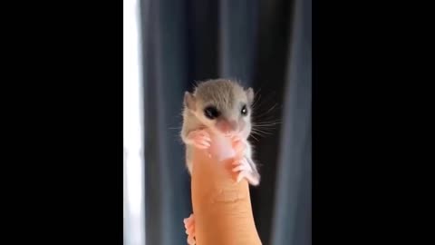 Cute baby animals Videos Compilation cute moment of the animals _8 Cutest Animals 2023