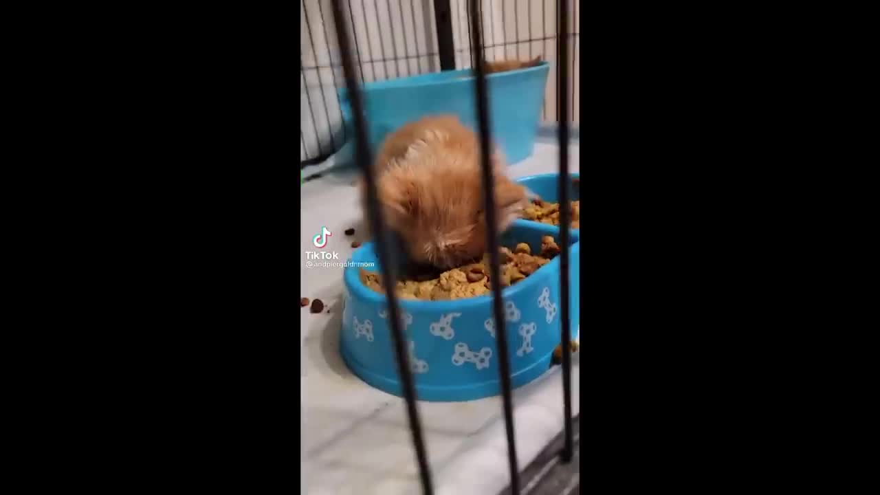 Part 2 of the Best Cat Memes Compilation of 2022