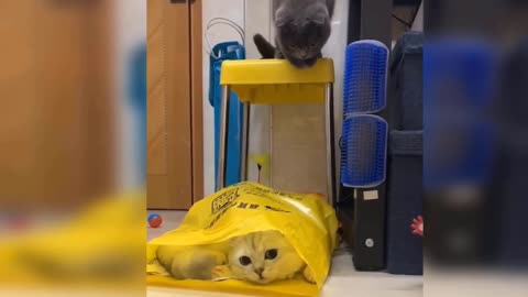 the scare in the bag