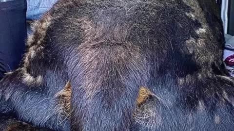 170-pound rescue dog starts epic weight-loss journey # dogsoftiktok # rescue # foryou