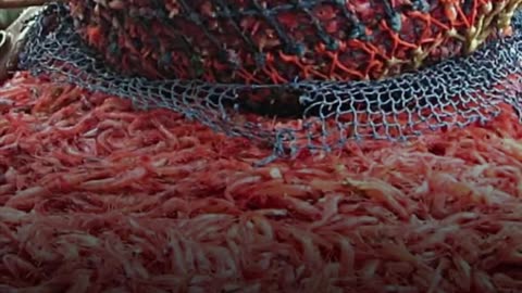 Сегодня Россия входит в топ-5 крупнейших рыболовных держав мира.