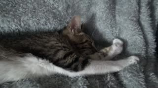 Cute Cat Being Sleepy ASMR 1 Hour