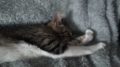 Cute Cat Being Sleepy ASMR 1 Hour