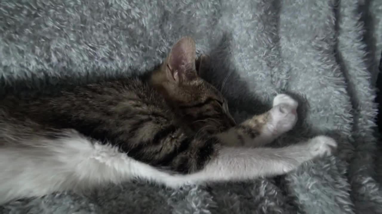 Cute Cat Being Sleepy ASMR 1 Hour