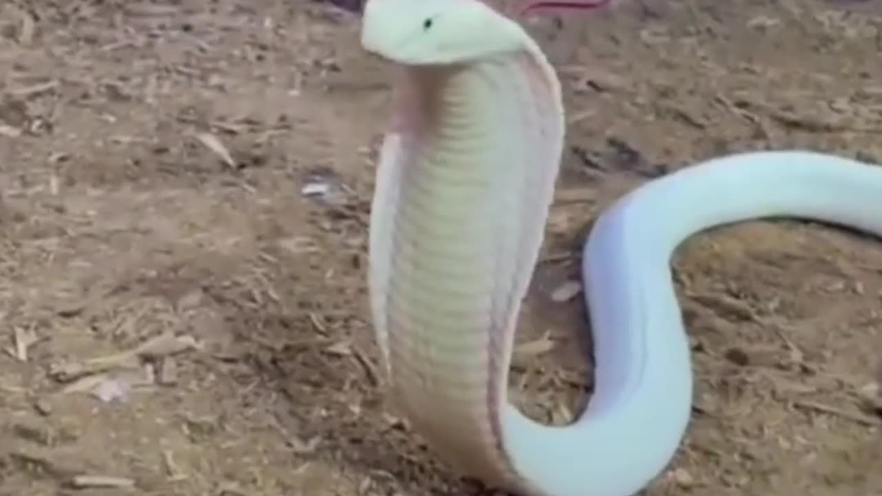 King kobra Snake 🐍