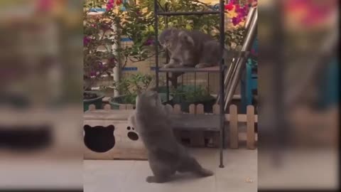 Baby Cats - Cute and Funny Cat Videos Compilation