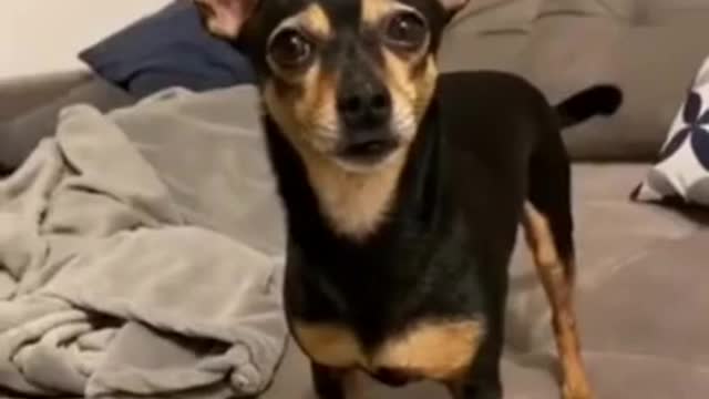 So funny scared dog