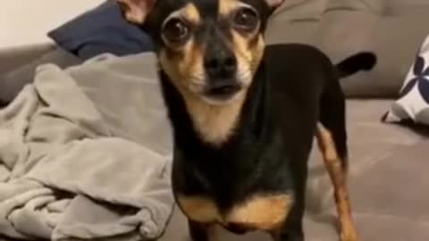 So funny scared dog