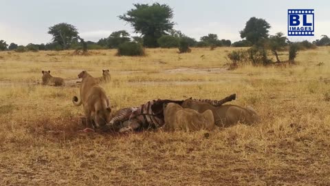 The Hunt_6 Lions Take Down Prey #wildlife