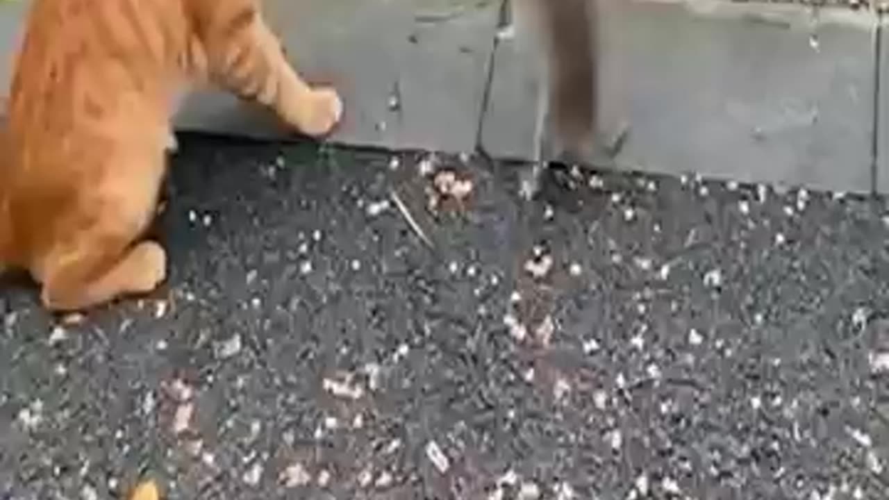 Cat and mouse funny video / short funny clip / fighting between cay and mouse / funny fighting