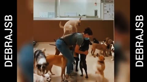Funny Animal Videos 😆 || Funny 🐈 Cats And 🐕 Dogs Videos || #debrajsb