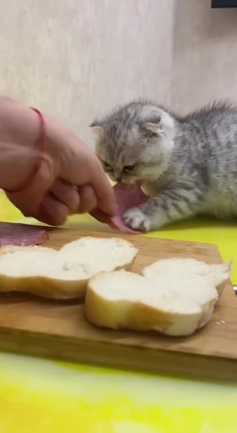 Bad kitty. Bad kitty. 🤣🤣🤣🤣🤣