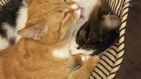 Lovely Cat and cat