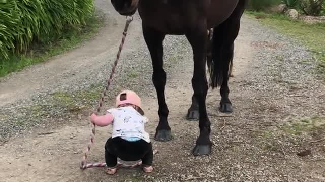 Little Girl Leads Horse ViralHog