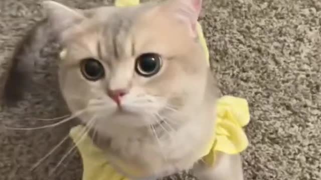 funny video of a cat changing clothes