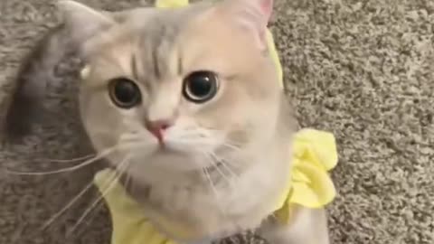 funny video of a cat changing clothes