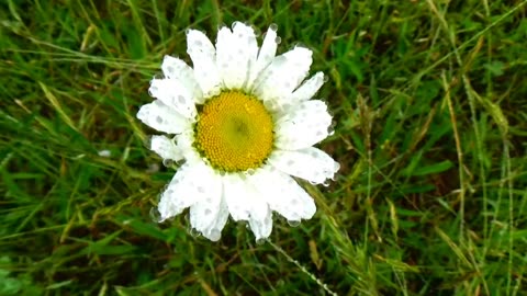 Daisy