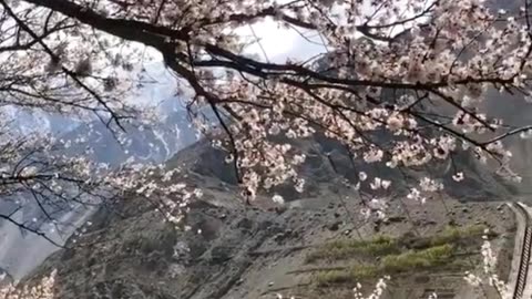 Spring blossom