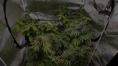How to water marijuana