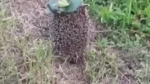Hedgehog With A "Petals Mine" On Its Back😶